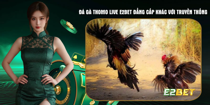 Đá gà Thomo live E2bet thực sự ở 1 đẳng cấp khác với truyền thống