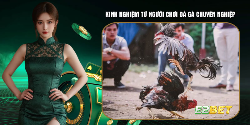 Kinh nghiệm từ người chơi đá gà chuyên nghiệp